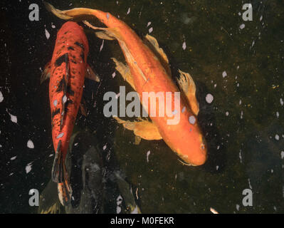 Coppia di koi, uno rosso e uno arancione appena sotto la superficie del buio acqua nera Foto Stock