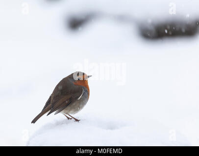 Unione Robin, Erithacus rubecula, (Pettirosso) nella neve a Lochwinnoch RSPB riserva, Scotland, Regno Unito. Foto Stock