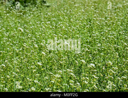 Pianta un pastore la borsa. Glade con un pastore la borsa. Capsella bursa pastoris- Foto Stock