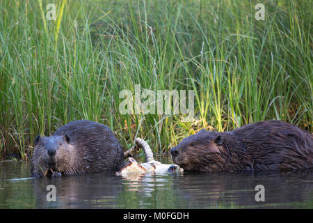 Beaver madre e giovane (Castor canadensis) in un laghetto che si nutre di corteccia da Balsam ramo di pioppo Foto Stock