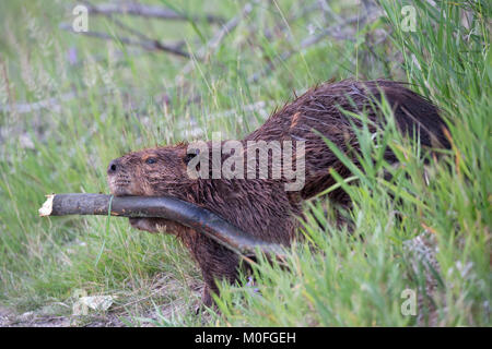 Castoro nordamericano (Castor canadensis) trascinando un albero di bacche di Saskatoon (Amelanchier alnifolia) di nuovo a Lodge dopo averlo tagliato giù, Canada Foto Stock