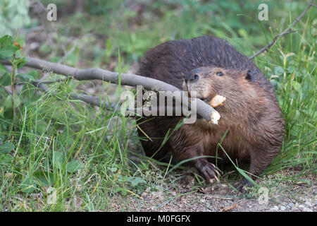 Beaver (Castor canadensis) trasportando due bacche di Saskatoon (Amelanchier alnifolia) attraverso la foresta di nuovo al Lodge dopo averli tagliato giù, Canada Foto Stock