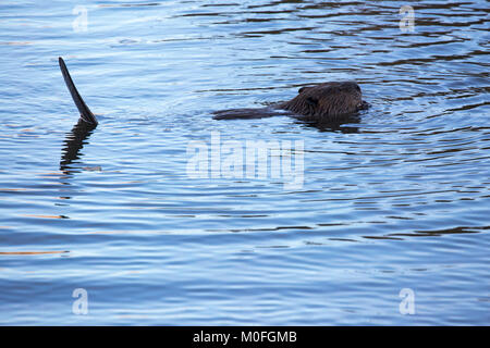 Beaver (Castor canadensis) usando la coda come controbilanciamento per galleggiare alla superficie dello stagno Foto Stock