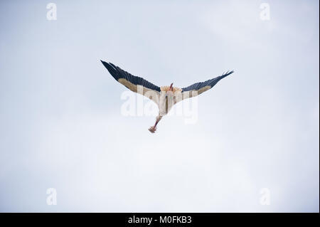 Lato/vista posteriore di una cicogna in volo con un oggetto in bocca contro un cielo blu chiaro dello sfondo. Foto Stock