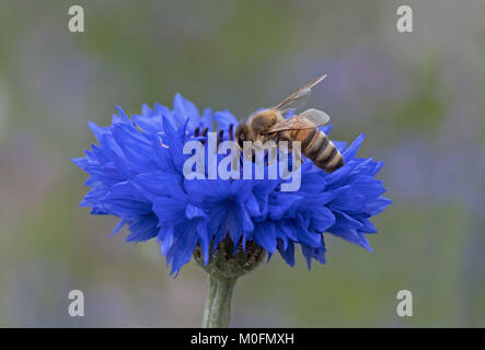 Honeybee-Apis mellifera nectaring su Cornflower-Centaurea cyanus. Foto Stock