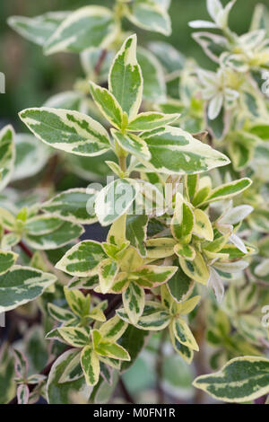 Abelia x grandiflora " spumante " d'argento Foto Stock