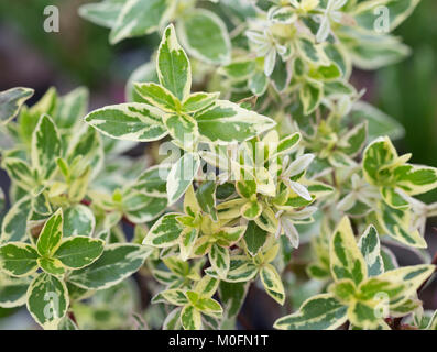 Abelia x grandiflora " spumante " d'argento Foto Stock