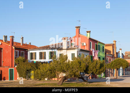 Case colorate di Burano Venezia, Veneto, Italia al tramonto con nodose alberi durante l ora d'oro, crepuscolo Foto Stock