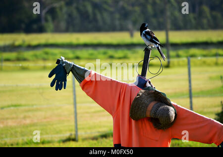 Lo Spaventapasseri nel campo Foto Stock