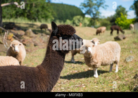 Alpaca e pecore vivono in una fattoria in Tasmania, Australia Foto Stock