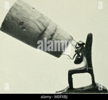 'Spostamento foto : come sono fatti e lavorato" (1914) Foto Stock