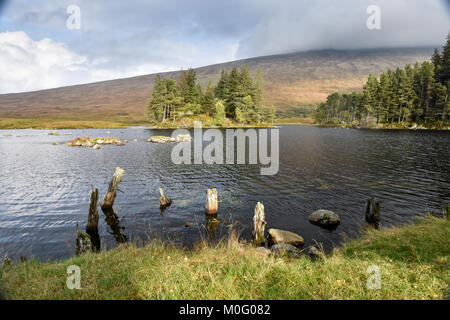 Coppia di pino silvestre alberi stand su isole in Loch Ossian lago dove essi sono protetti da pascolo di cervi, sotto le montagne del West Highlands Foto Stock