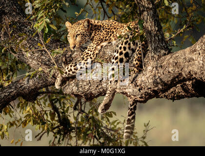 Leopard in una struttura ad albero Foto Stock