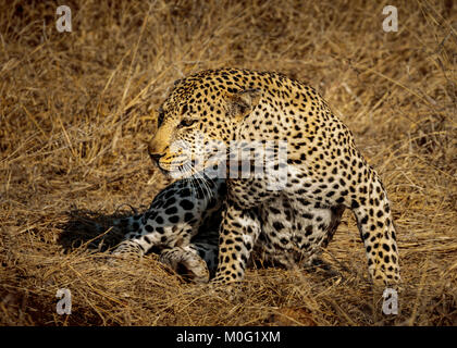 Leopard nei primi giorni di sole al mattino Foto Stock