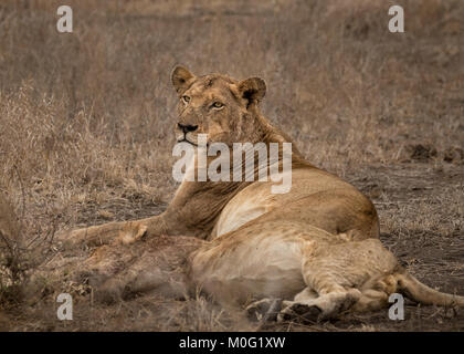 Leonesse in appoggio Foto Stock