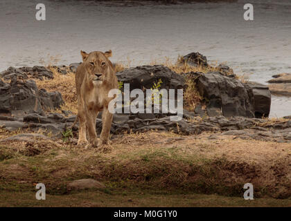 Leonessa a Riverside Foto Stock