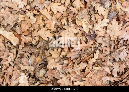 Sullo sfondo di un secco quercino caduto foglie sul terreno Foto Stock