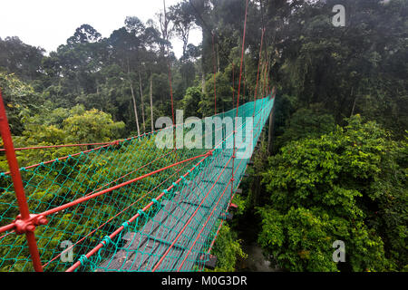 Il pontile sulla foresta pluviale primaria tettoia, Danum Valley, Borneo, Sabah, Malaysia Foto Stock