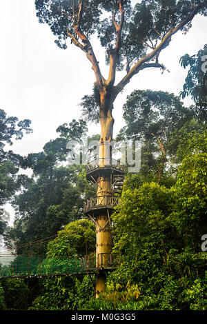 Il pontile e piattaforme di osservazione in Danum Valley Conservation Area, Borneo, Sabah, Malaysia Foto Stock