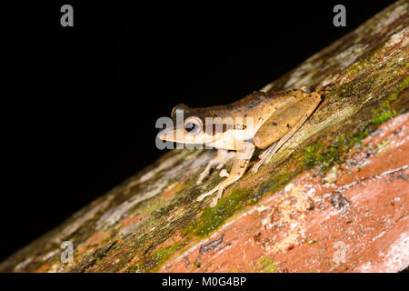 Dark-eared Frog (Polypedates macrotis), di Danum Valley Conservation Area, Borneo, Sabah, Malaysia Foto Stock