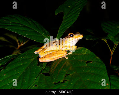 Dark-eared Frog (Polypedates macrotis), di Danum Valley Conservation Area, Borneo, Sabah, Malaysia Foto Stock