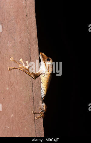 File-eared Raganella (Polypedates otilophus), di Danum Valley Conservation Area, Borneo, Sabah, Malaysia Foto Stock