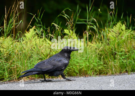 Un comune raven, Corvus corax, camminando lungo il bordo di una strada in Adirondack, NY USA deserto. Foto Stock