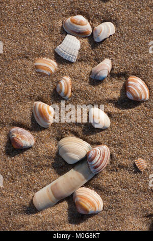 Conchiglie di mare su una spiaggia. Scheveningen, l'Aia (Den Haag), Paesi Bassi Foto Stock