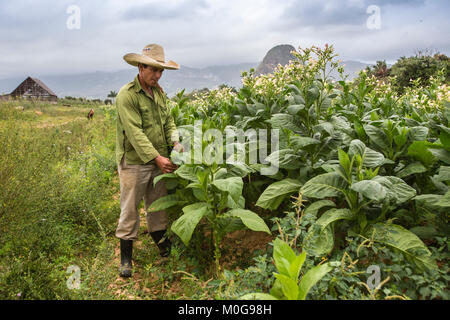 Coltivatore di tabacco in Vinales Valley, Cuba Foto Stock