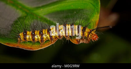 Colorato hairy caterpillar con nero e giallo corpo striato e pungente peli neri, su vivid foglia verde Foto Stock