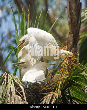 Due Australian airone guardabuoi pulcini, Bubulcus ibis, con ali distese & fatture aperte, il nido tra gli alberi & contro il cielo blu nel parco della città Foto Stock