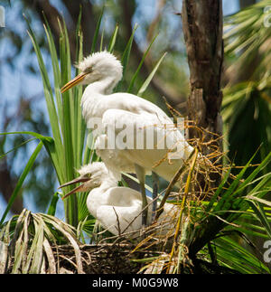 Due Australian airone guardabuoi pulcini, Bubulcus ibis, in attesa sul nido con fatture aperte per cibo, tra alberi e contro il cielo blu nel parco della città Foto Stock