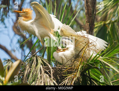 Due grandi Australian airone guardabuoi pulcini e uccello adulto, Bubulcus ibis, con ali distese sul nido tra gli alberi & contro il cielo blu nel parco della città Foto Stock