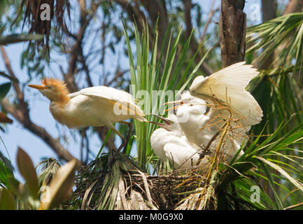 Due grandi Australian airone guardabuoi pulcini e uccello adulto, Bubulcus ibis, con ali distese sul nido tra gli alberi & contro il cielo blu nel parco della città Foto Stock