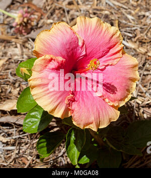 Spettacolare grande rosa e crema fiore di Hibiscus rosa-sinensis Rio Clara serie 'Tequila Sunrise" Foto Stock