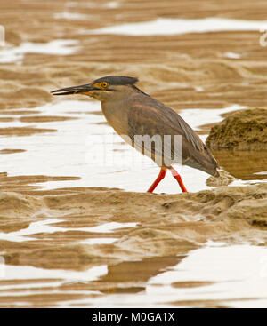 Striata / mangrove heron, Butorides striatus, con lunghi bill e zampe rosse, wading tra pozze di acqua sulla spiaggia in Australia Foto Stock