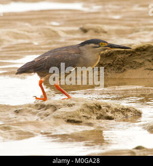 Striata / mangrove heron, Butorides striatus, con lunghi bill e zampe rosse, wading tra pozze di acqua sulla spiaggia in Australia Foto Stock