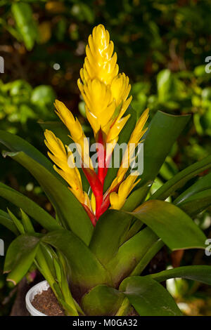 Vivid fiore giallo brattee con colore rosso brillante il gambo e le foglie verdi di Vriesea, un bromeliad nel giardino ombreggiato sullo sfondo del fogliame scuro Foto Stock