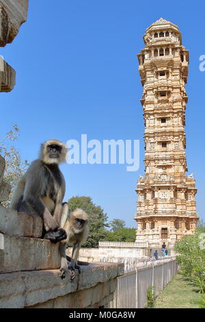 Le scimmie (grigio Langur) in posa con la torre della vittoria in background, situato all'interno della fortezza (Garh) di Chittorgarh, Rajasthan, India Foto Stock