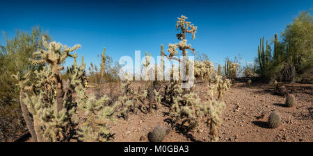 Bianco spinoso Opuntia cactus cluster Foto Stock