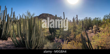 Cactee Saguaro in un high desert, Arizona USA Foto Stock