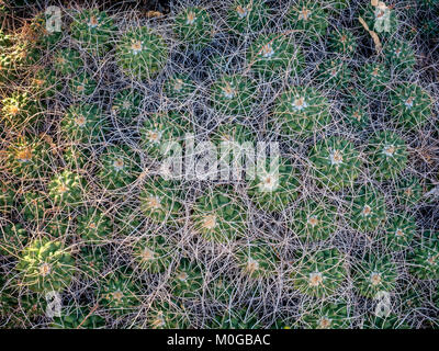 Echinocereus cactus close-up, Arizona, Stati Uniti d'America Foto Stock