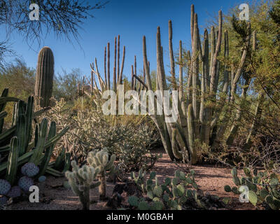 Cactee Saguaro in un high desert, Arizona USA Foto Stock