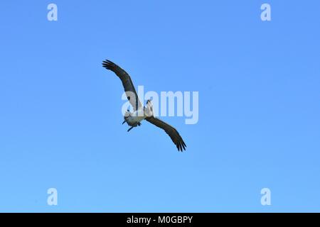 Un Pellicano battenti a Dauphin Island in America Foto Stock