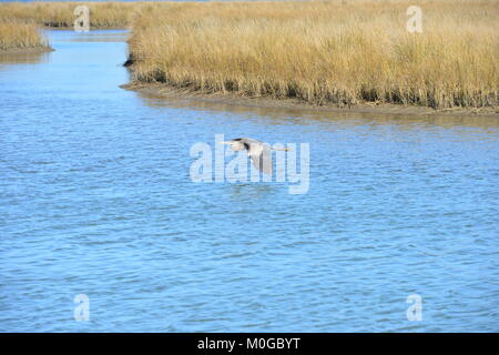 Un Pellicano battenti a Dauphin Island in America Foto Stock