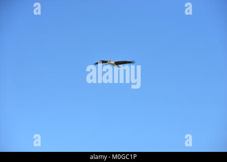 Un Pellicano battenti a Dauphin Island in America Foto Stock