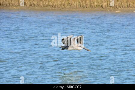 Un Pellicano battenti a Dauphin Island in America Foto Stock