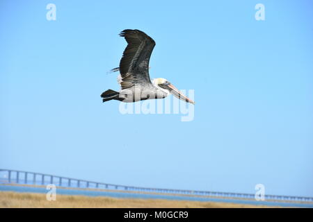 Un Pellicano battenti a Dauphin Island in America Foto Stock