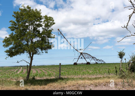 Blanco George Western Cape in Sud Africa. Dicembre 2017. Irrigazione irrigazione sprinkler colture su una fattoria in Blanco regione. Foto Stock