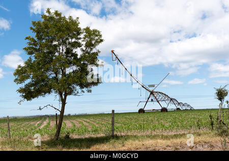 Blanco George Western Cape in Sud Africa. Dicembre 2017. Irrigazione irrigazione sprinkler colture su una fattoria in Blanco regione. Foto Stock